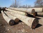 Trupci za pilanje