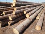 Smrča Trupci za pilanje | Meko drvo | Trupci | TRANS-WOOD
