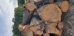 Trešnja Trupci za pilanje | Tvrdo drvo | Trupci | 19th-Wood s.r.o.
