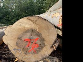 Bukva Trupci za furnir |  Tvrdo drvo | Trupci | SF WOOD, s. r. o.