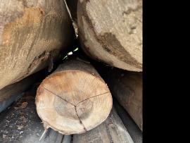 Bukva Trupci za furnir |  Tvrdo drvo | Trupci | SF WOOD, s. r. o.