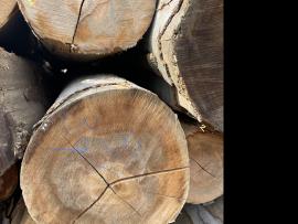 Bukva Trupci za furnir |  Tvrdo drvo | Trupci | SF WOOD, s. r. o.