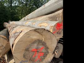 Bukva Trupci za furnir |  Tvrdo drvo | Trupci | SF WOOD, s. r. o.