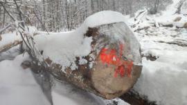 Javor Trupci za pilanje |  Tvrdo drvo | Trupci | Gazdovské lesy-Vyšná Rybnica poz. spol.