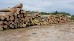 Hrast Drvena masa |  Tvrdo drvo | Trupci / balvani | 19th-Wood s.r.o.