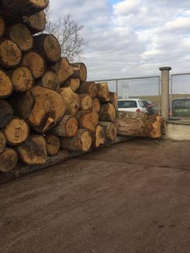 Dąb Okrąglaki dna forniry |  Drewno twarde | Kłody | D&C SNEGL