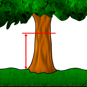 Mjerenje - Promjer u visini prsa #1