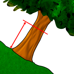 Mjerenje - Promjer u visini prsa #2